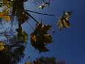 Podzimní javorové listy činí nádhernou modř oblohy ještě krásnější.
