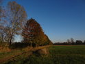 Syté barvy podzimu na javorovém stromořadí podél levého břehu Metuje nad Josefovem.