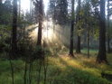 Sluneční paprsky pronikají podzimním lesem na levém břehu Metuje.
