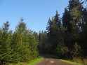 Jasná lesní zeleň při západní hranici adršpašsko-teplických skal.