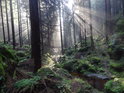 Metuje pod slunečními paprsky v lese.