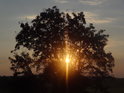 Ranní Slunce proniká skupinou mladých stromů pod prameništěm Metuje.