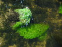 Různé vodní zelené odstíny v Metuji v Teplicích.
